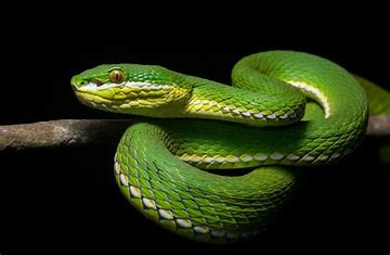 Snake image