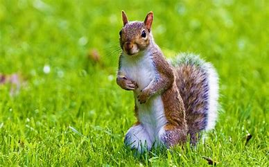 Squirrel photo