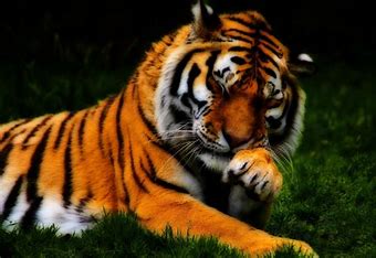 Tiger image